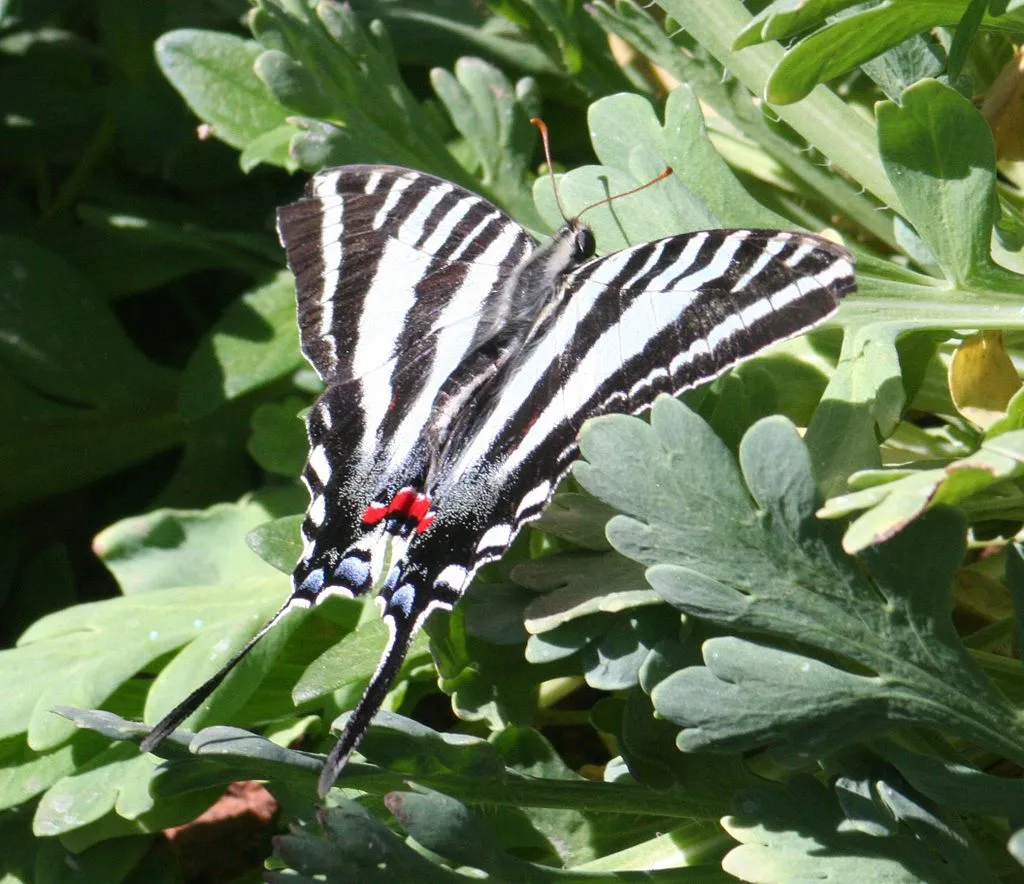 Zebra swallowtail (Protographium marcellus) on vegetation.