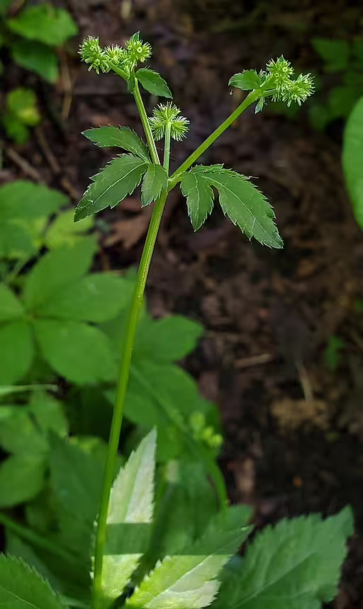 Plant of Canadian black snakeroot (Sanicula canadensis) in a wooded area.