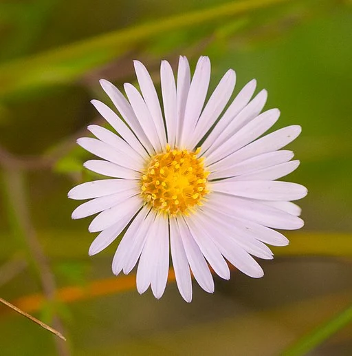 Light lavender flower of boreale aster (Symphyotrichum boreale).
