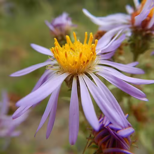 Close-up of flower of western meadow aster (Symphyotrichum campestre).