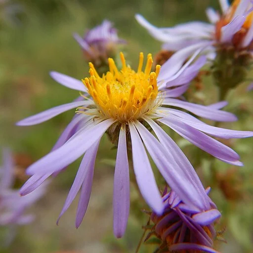 Purple flower of western meadow aster (Symphyotrichum campestre).