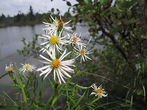 White flowers of boreale aster on a river edge.