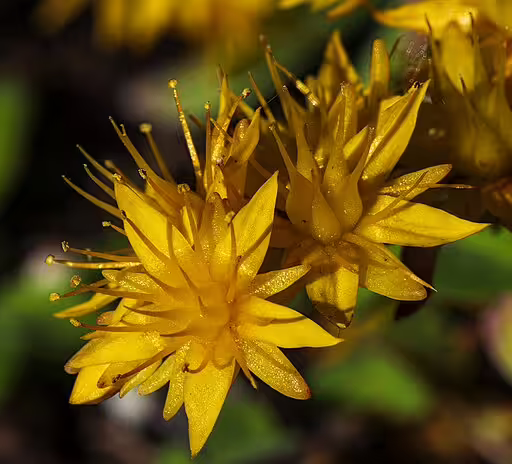 Close-up of yellow flowers of broad-leaf stonecrop (Sedum spathulifolium).