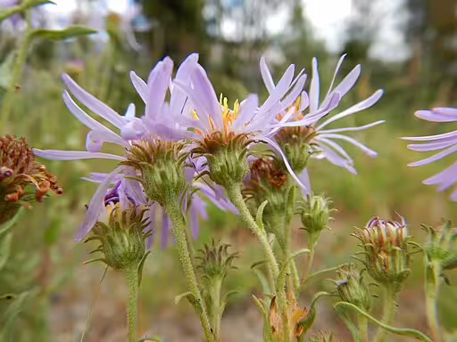 Western meadow aster (Symphyotrichum campestre) in a field.