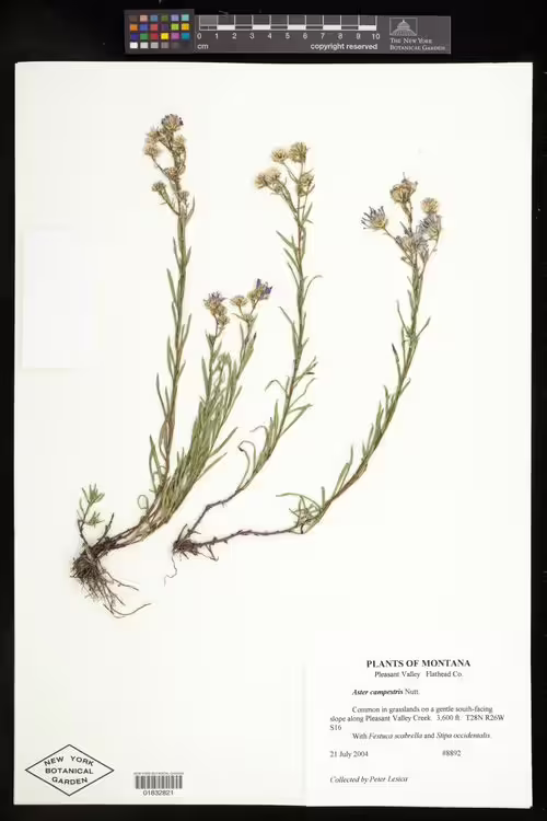 Herbarium specimen of western meadow aster (Symphyotrichum campestre).