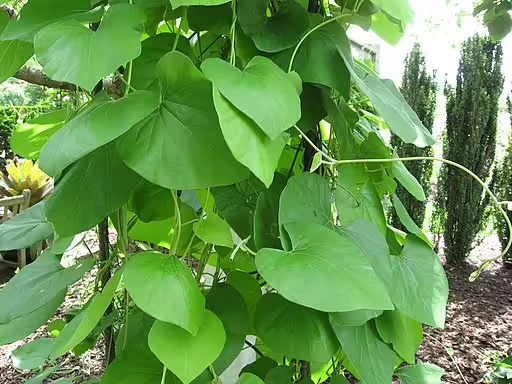 Vine of woolly pipevine (Isotrema tomentosa) on a tree.