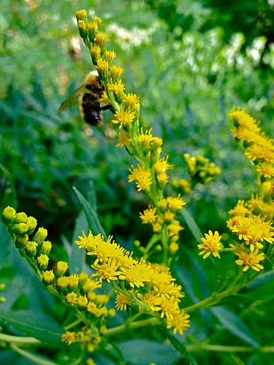 Yellow flowers of early goldenrod (Solidago juncea) with a bumblebee.