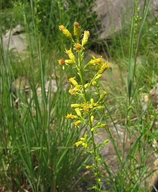 Alabama goldenrod (Solidago arenicola) in a field.