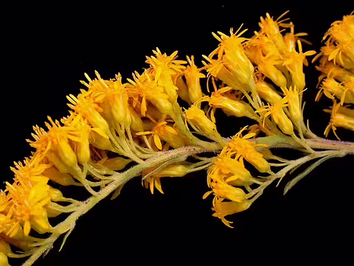 Close-up of yellow flowers of gray goldenrod (Solidago nemoralis).