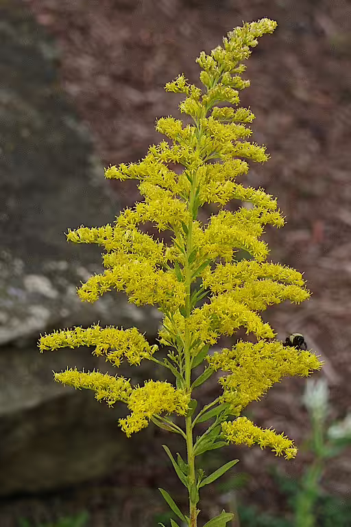 Yellow flowers of tall goldenrod (Solidago altissima).