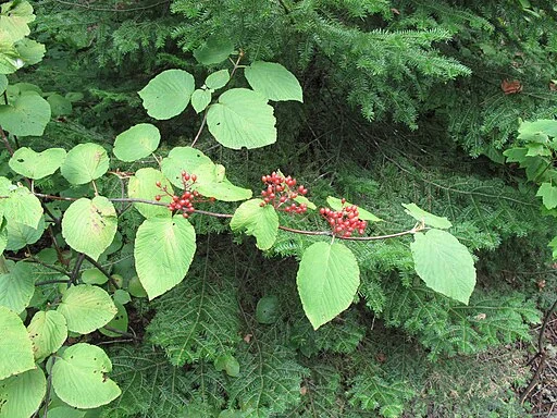 Red fruits of hobblebush (Viburnum lantanoides) in a wooded area.