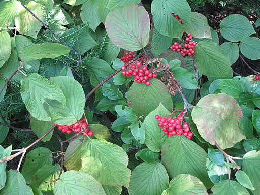 Red fruits of hobblebush (Viburnum lantanoides) in a wooded area.