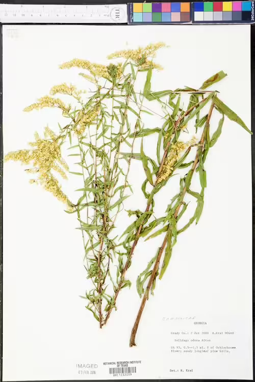 Herbarium specimen of anise-scented goldenrod (Solidago odora).