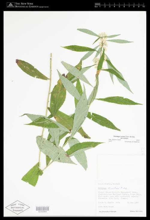 Herbarium specimen of curtis' goldenrod (Solidago curtisii).