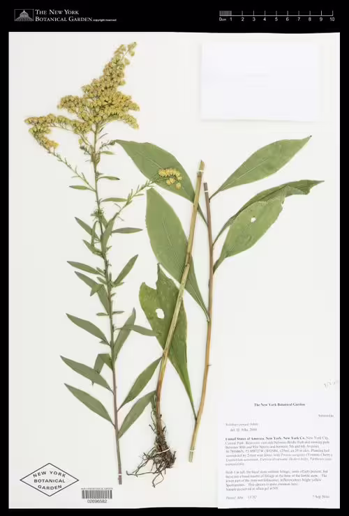 Herbarium specimen of early goldenrod (Solidago juncea).