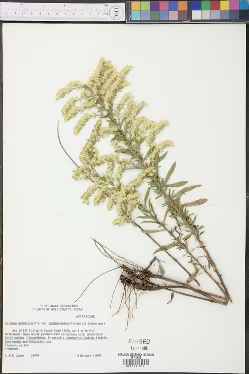 Herbarium specimen of gray goldenrod (Solidago nemoralis).
