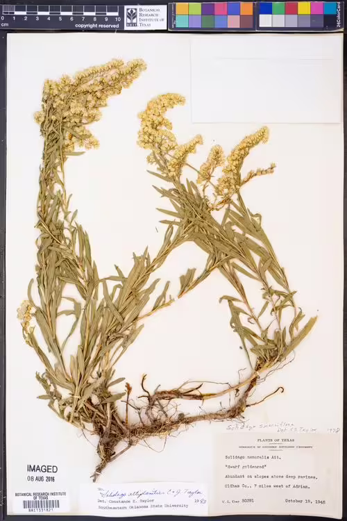 Herbarium specimen of high-plains goldenrod (Solidago altiplanities).