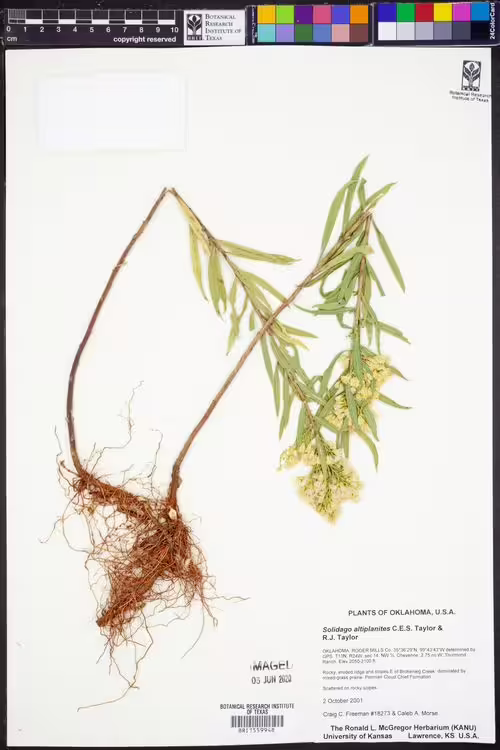 Herbarium specimen of high-plains goldenrod (Solidago altiplanites).