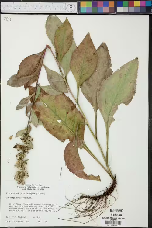 Herbarium specimen of Stout Goldenrod (Solidago squarrosa).