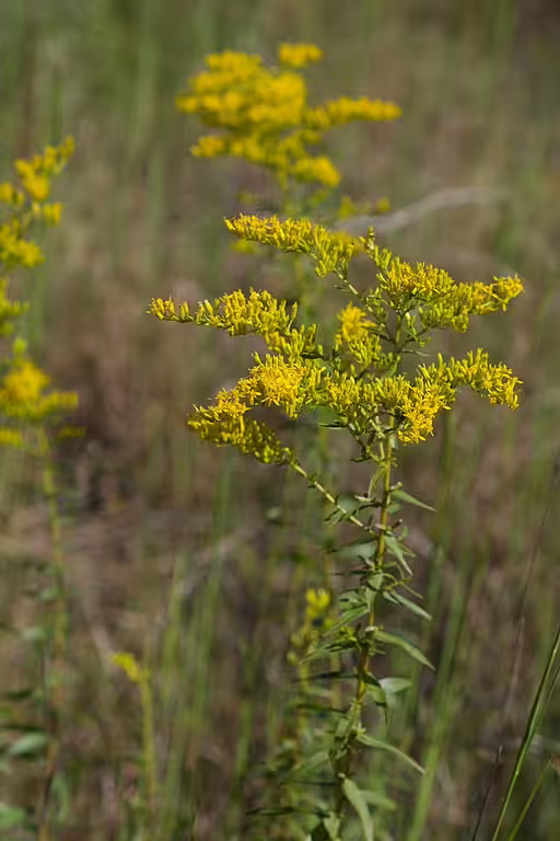 Plant of Anise-Scented goldenrod (Solidago odora) with yellow flowers.