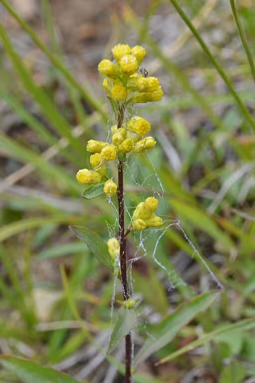 Yellow flowers of bog goldenrod (Solidago uliginosa) in a wetland.
