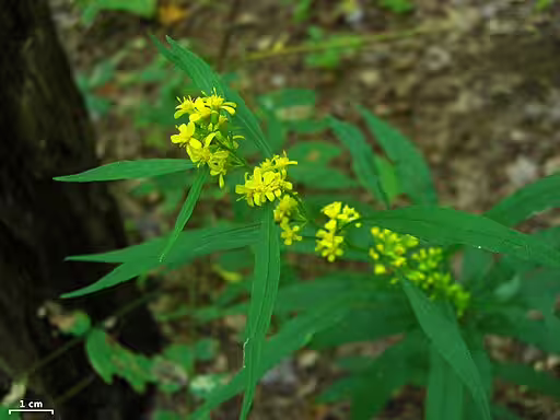 Plant of Curtis' goldenrod (Solidago curtisii) with yellow flowers in a wooded setting.
