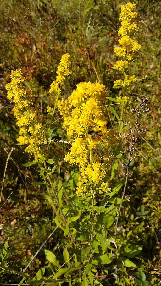 Plant of downy goldenrod (Solidago puberula) with yellow flowers.