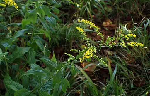 Plant of elm-leaf goldenrod (Solidago ulmifolia) in a wooded area.