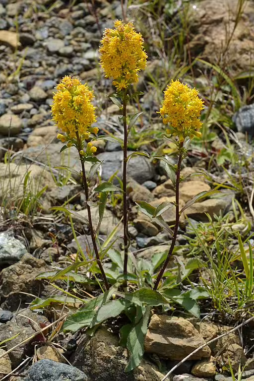 Plant of hairy goldenrod (Solidago hispida) in an open area.