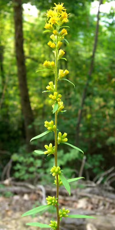 Slender goldenrod (Solidago erecta) with yellow flowers in a wooded area.