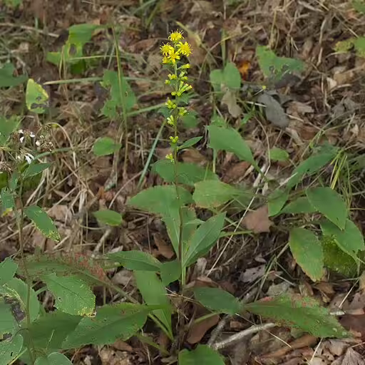Plant of stout goldenrod (Solidago squarrosa) in a wooded area.