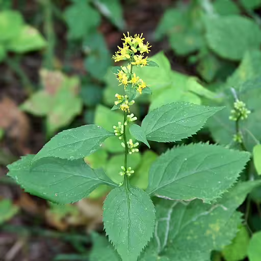 Plant of zigzag goldenrod (Solidago flexicaulis) with yellow flowers.