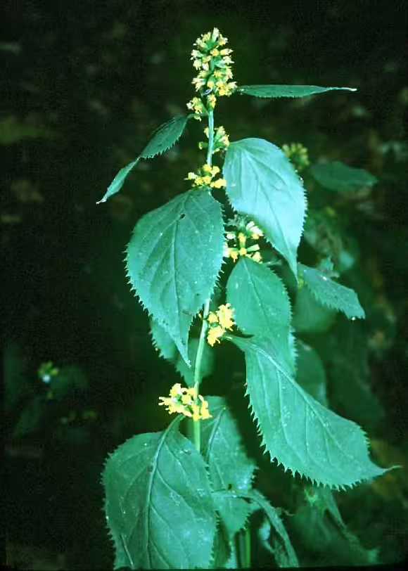 Plant of zigzag goldenrod (Solidago flexicaulis) with yellow flowers in a wooded area.