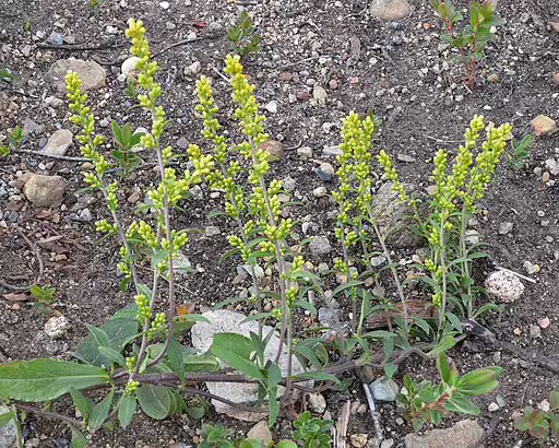 Plants of hairy goldenrod (Solidago hispida) in an open area.