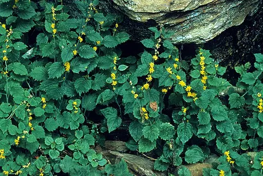 Plants of white-hair goldenrod (Solidago albopilosa) on a sandstone outcrop with yellow flowers.
