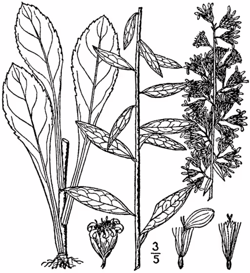 Print drawing of slender goldenrod (Solidago erecta).