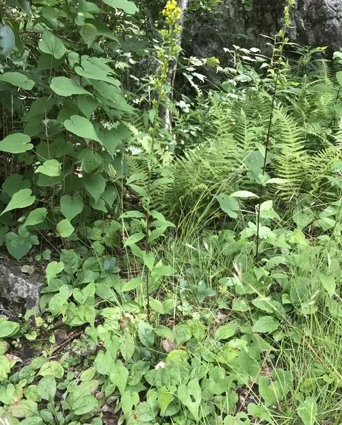 Plant of roan mountain goldenrod (Solidago roanensis) in an open area.