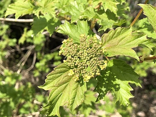 Whitish flowers of highbush cranberry (Viburnum opulus).