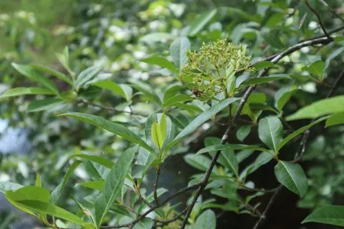 Whitish flowers of possumhaw (Viburnum nudum).