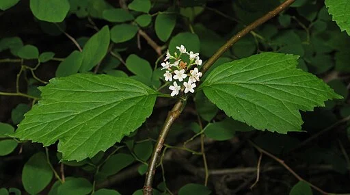 White flowers of squashberry (Viburnum edule) in a wooded area.