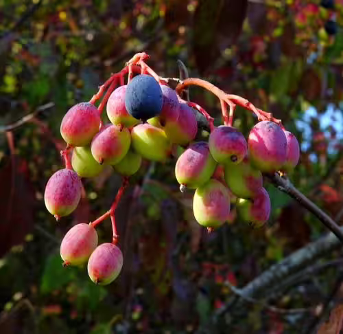 Black and red fruits of nannyberry (Viburnum lentago).