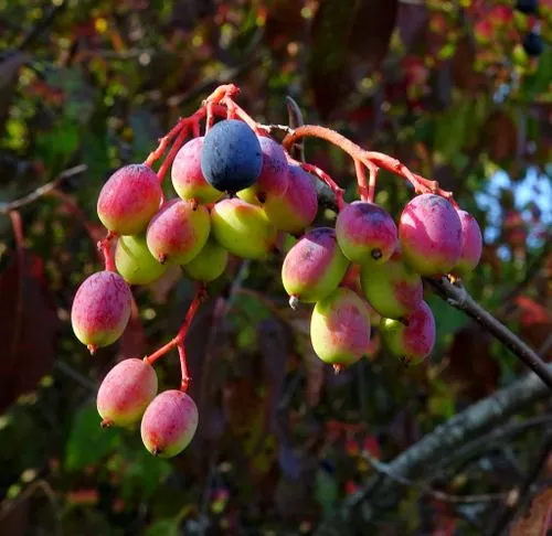 Black and red fruits of nannyberry (Viburnum lentago).