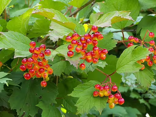 Red fruits of highbush cranberry (Viburnum opulus).