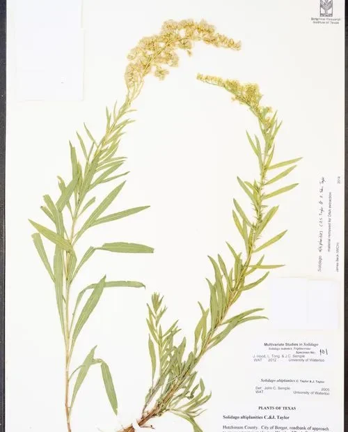 Herbarium specimen of high-plains goldenrod (Solidago altiplanites).