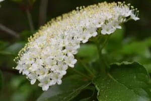 Adoxaceae | Viburnums