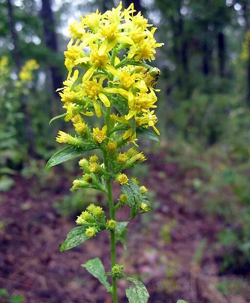 Yellow flowers of buckley's goldenrod (Solidago buckleyi) in a wooded area.