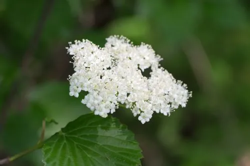 White flowers of smooth arrow-wood (Viburnum recognitum) in a wooded area.