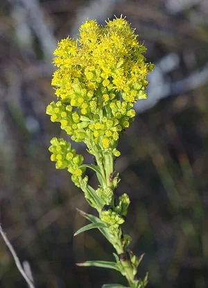 Solidago | Goldenrod