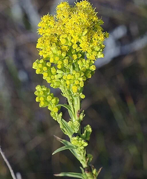 Yellow flowers of southern goldenrod (Solidago conifinis).