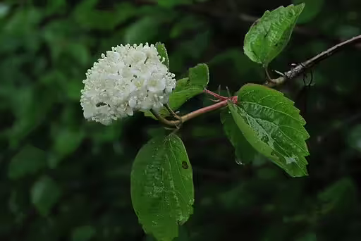 White flowers of western blackhaw (Viburnum ellipticum).